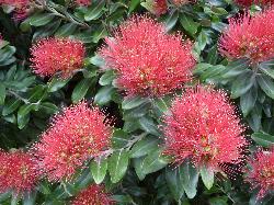 Image: Murray Dawson © Landcare Research / Murray Dawson 